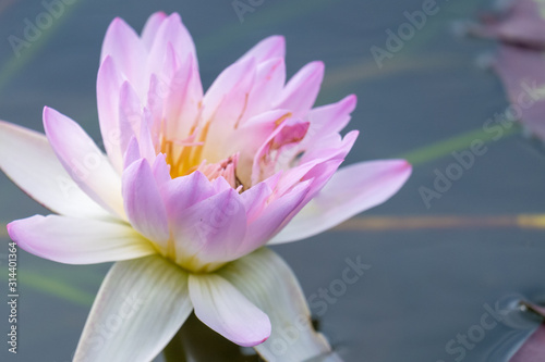 Fototapeta Naklejka Na Ścianę i Meble -  Beautiful Lotus flower in pond