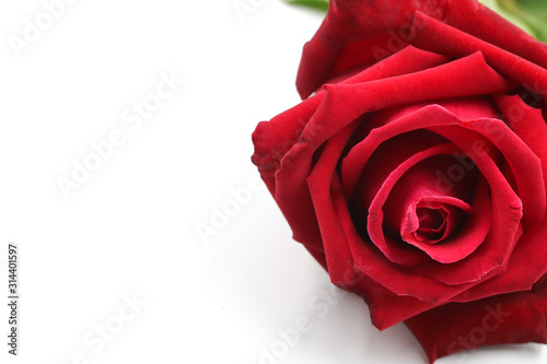 Fototapeta Naklejka Na Ścianę i Meble -  close up red rose on white background