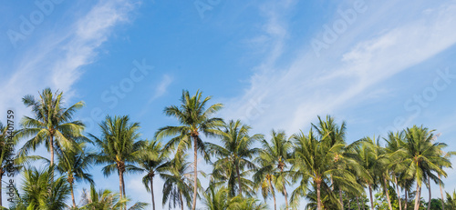 Wallpaper Mural coconut palm tree on the beach of thailand, coconut tree with blur sky on the beach for summer concept background. Torontodigital.ca
