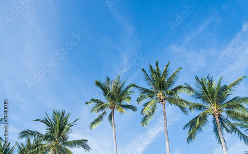 coconut palm tree on the beach of thailand, coconut tree with blur sky on the beach for summer concept background.