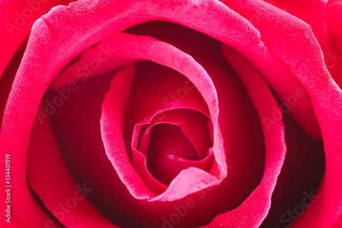 close up red rose petals soft lens on white background