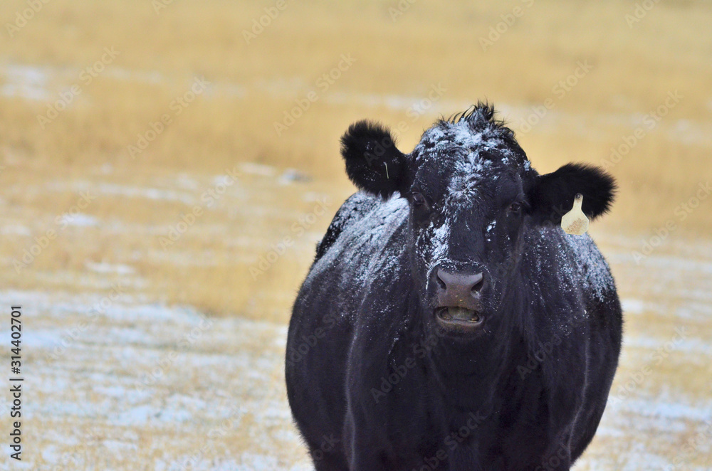 Cow in a pasture with snow on her black hide. Cow in a pasture with snow on her black hide.