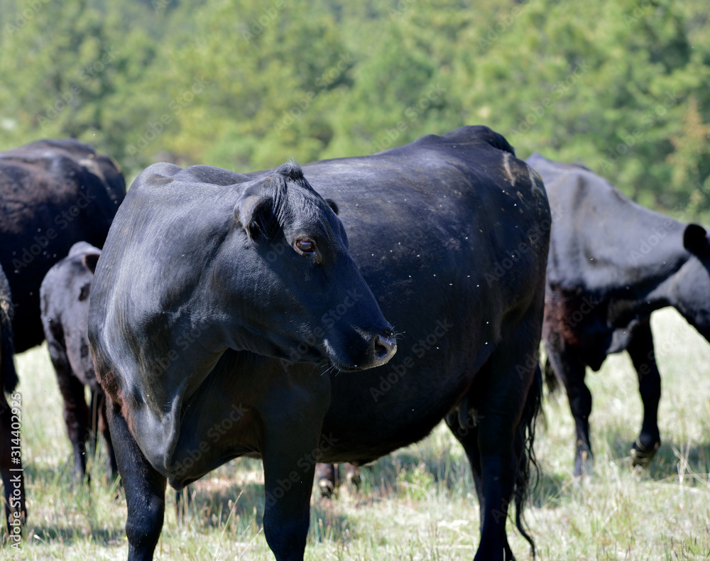 Blalck cow portrait. Blalck cow portrait.