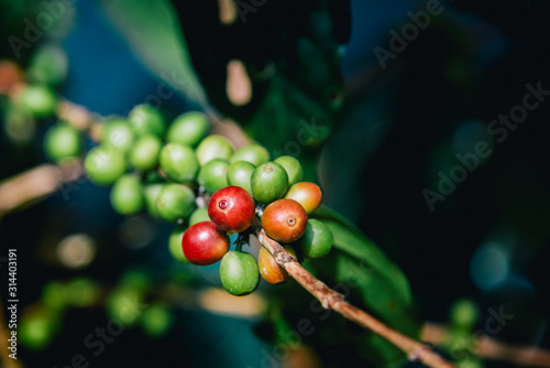 Arabicas Coffee Tree on Coffee tree at Doi Chaang in Thailand, Coffee bean Single origin words class specialty.vintage nature background photo