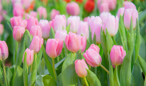 pink tulips in the garden