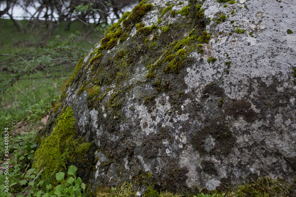 close up of moss 
