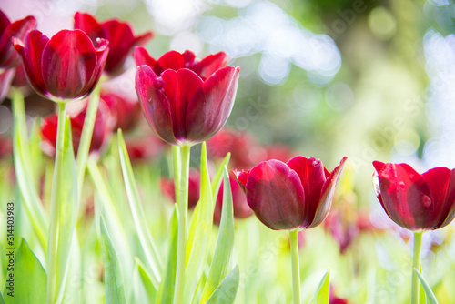 Tulips flower in the garden Nature concept spring season and summer season background