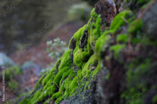 moss on rocks