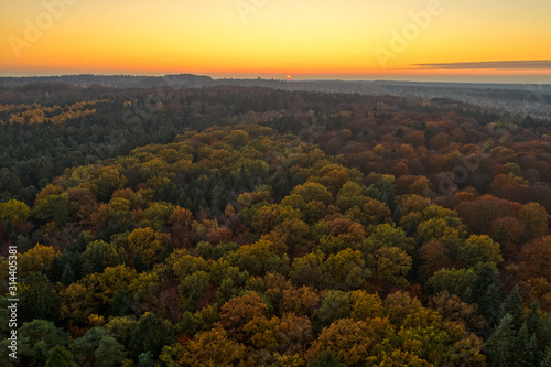 Aerial drone shot of pine tree forests and heathland in Luneberg Heide in Germany during sunset hour