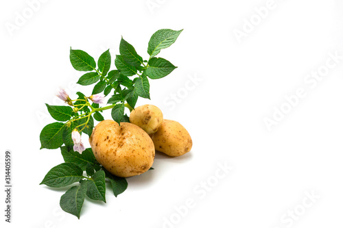 potato with leaf isolated on white