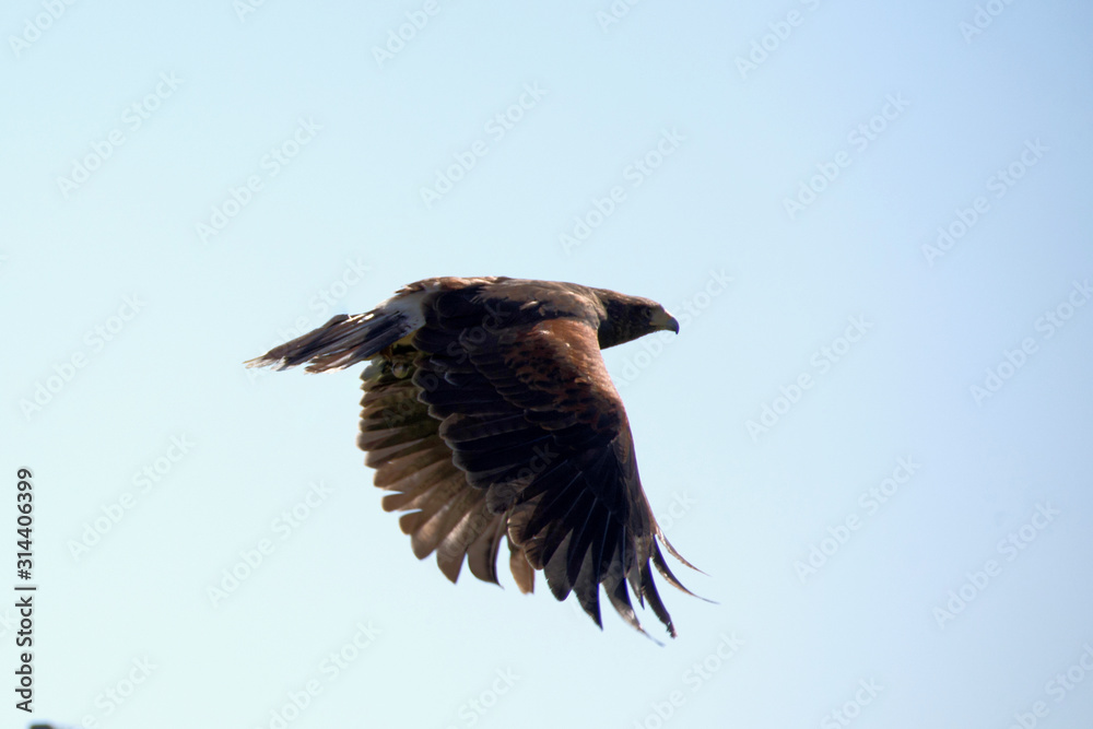 Obraz premium Adler im Flug