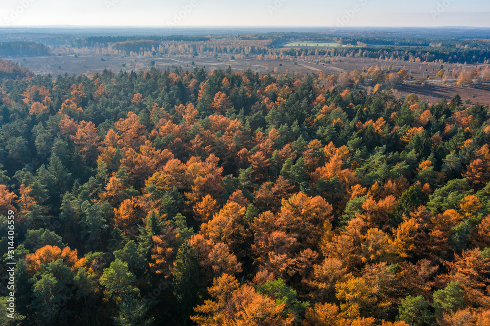 Aerial drone shot of yellow green pine tree forests in Luneberg Heide woodand in Germany