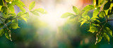fresh green leaves in spring and bokeh background