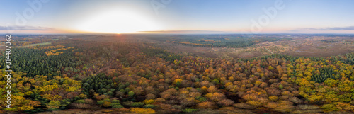 Aerial panoramic drone shot of Luneberg Heide forests pine trees forests woodland during sunset in autumn © Davidzfr