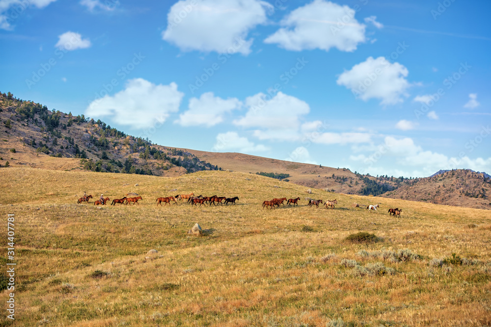 Ranch Horses