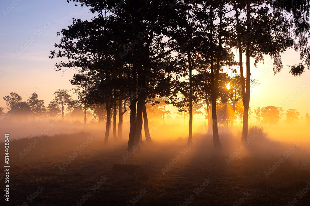 The morning mist and sunlight penetrating between the trees is a magnificent dimension. The morning mist and sunlight penetrating between the trees is a magnificent dimension.
