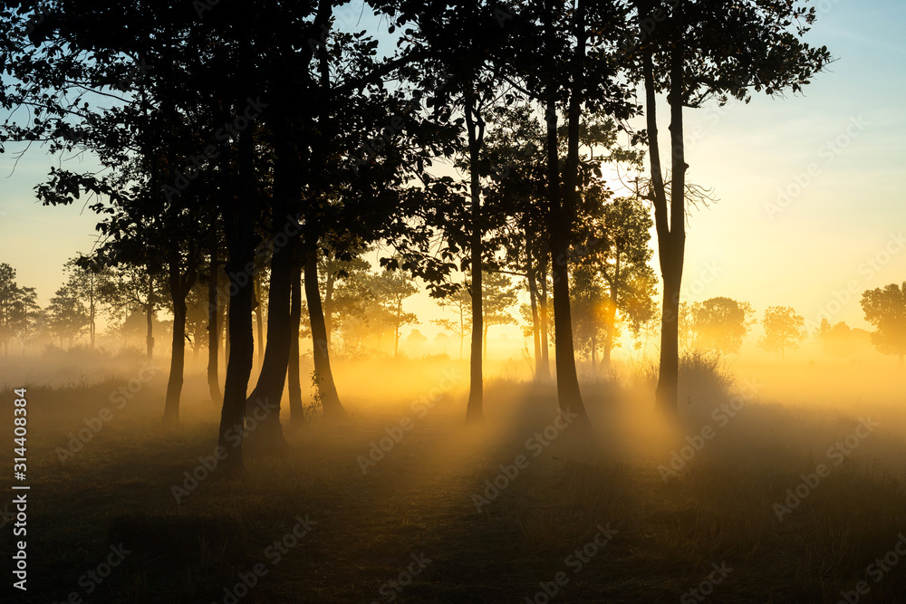 The morning mist and sunlight penetrating between the trees is a magnificent dimension. The morning mist and sunlight penetrating between the trees is a magnificent dimension.