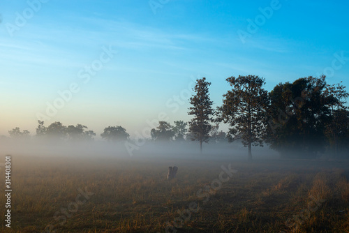 The morning mist and sunlight penetrating between the trees is a magnificent dimension.