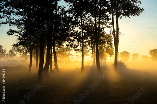 Cuadro en lienzo The morning mist and sunlight penetrating between the trees is a magnificent dimension