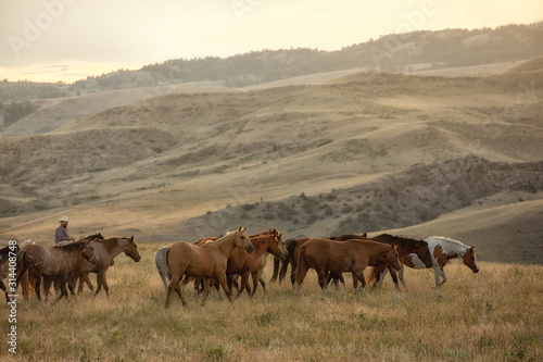 Ranch Horses