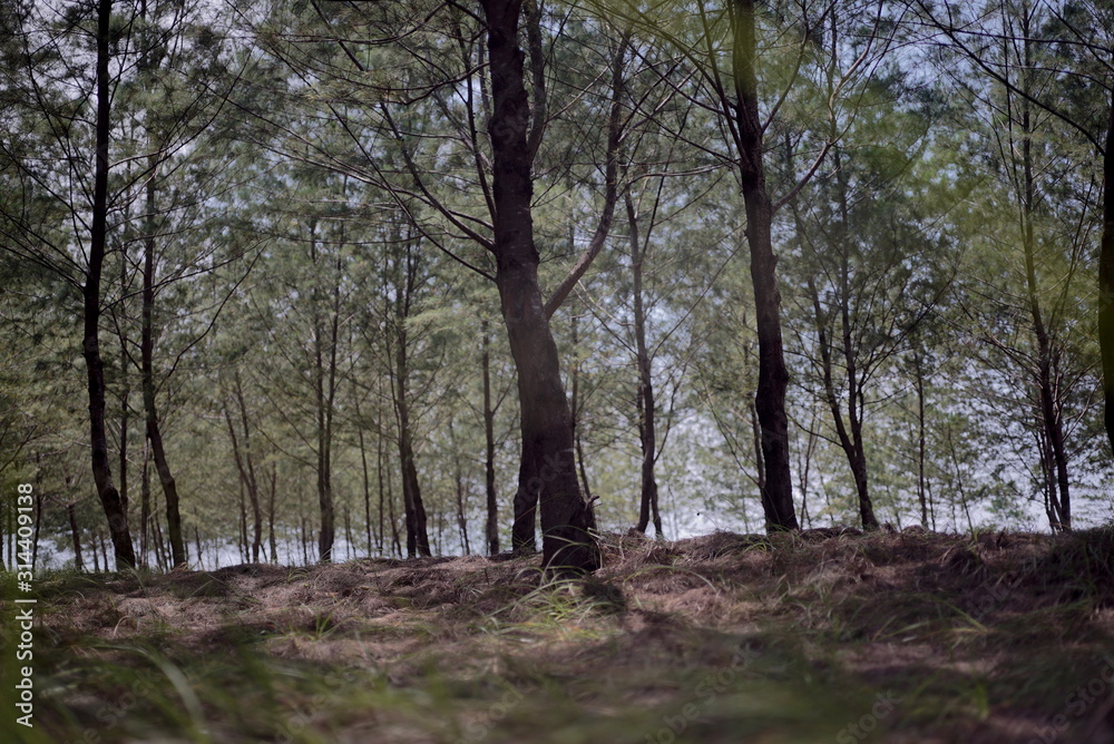 fir forest fir forest