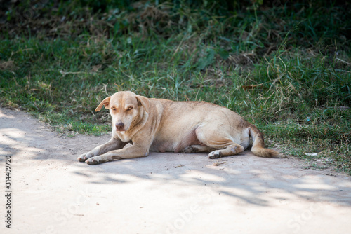 dog sit on ground