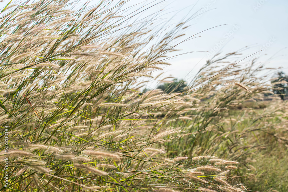 Fototapeta premium Grass flowers in nature background