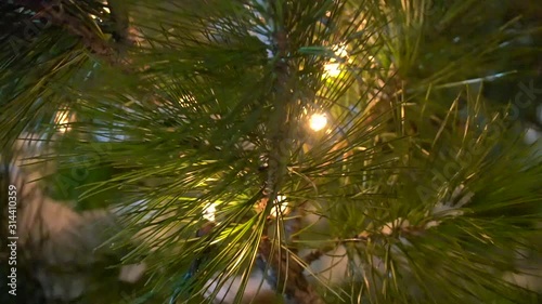 pine needles in the background of light