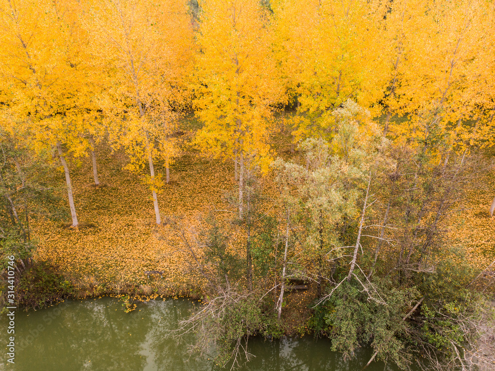 Fototapeta premium une forêt de bouleaux en automne avec les feuilles jaunes et une rivière