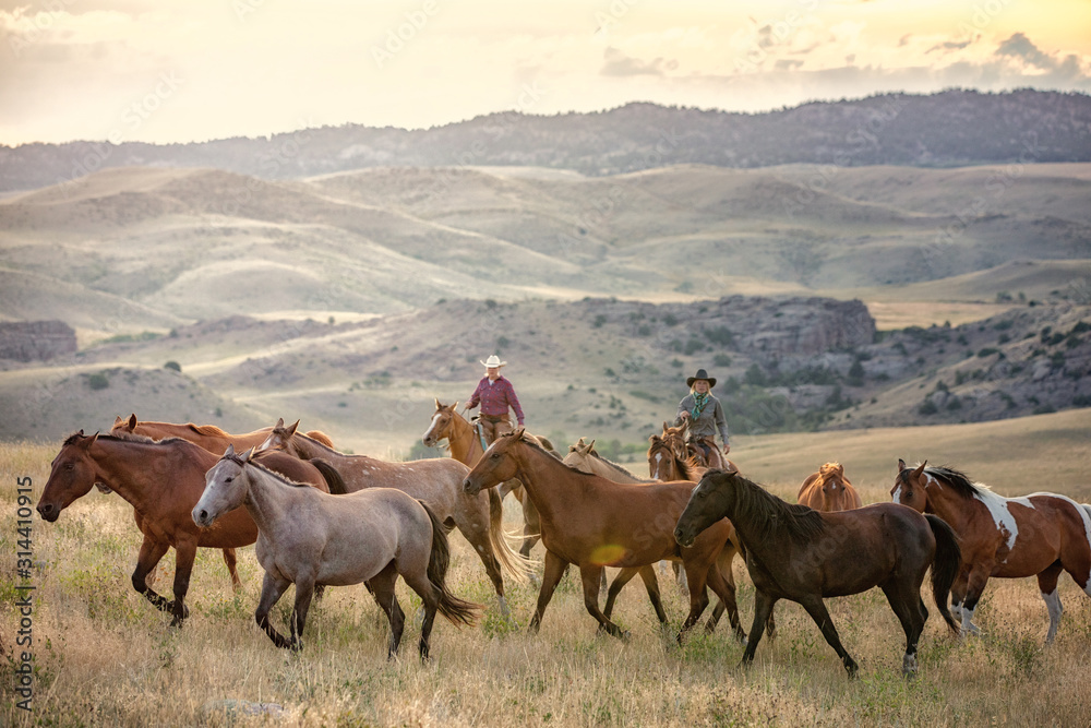 Herding Horses - obrazy, fototapety, plakaty 