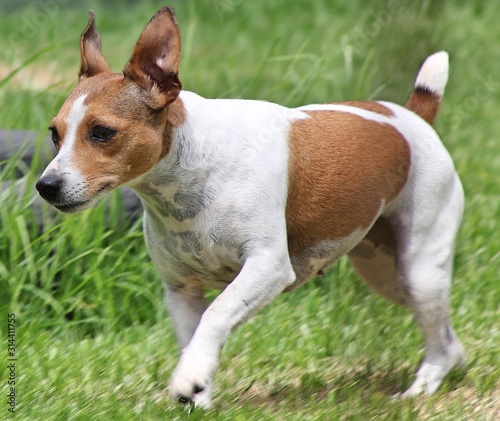 jack russell terrier