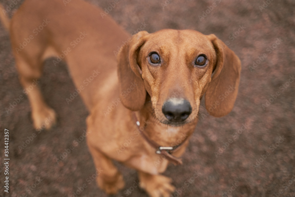 Dog breed Dachshund with brown color look carefully up, listening to command from owner, plan to perform exercise. Close-up portrait of dogs muzzle. Walking pet in autumn. Horizontal shot of animal