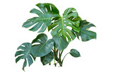 monstera plant isolated include clipping path on white background 