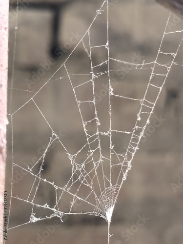 spider web with water drops