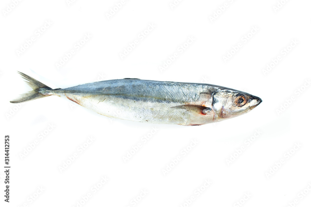 Asian Mackerel fish isolated on white background