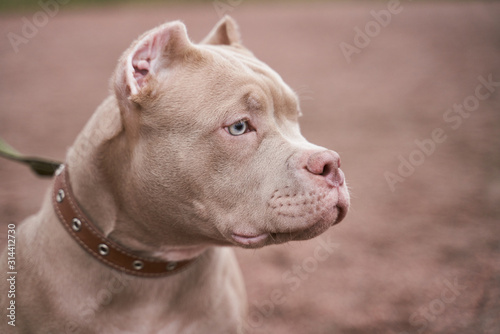 American bully muzzle in profile looks away at the free space for your advertising. Close-up portrait of dogs muzzle. Walking pet in autumn. Horizontal shot of animal