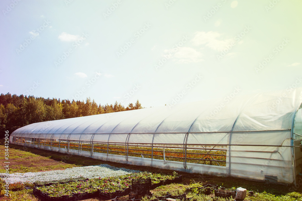 Production and cultivation of flowers. A huge plantation of gazania and other plants are grown in a greenhouse
