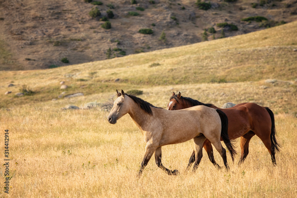 horses in mountains horses in mountains