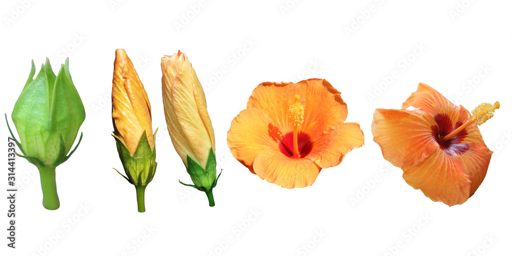 Obraz premium Hibiscus flowers Growth process Isolated on white backgro Clipping Pathund Clipping Path