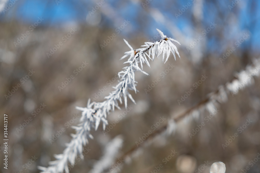 Hoarfrost on a branch in the sunlight