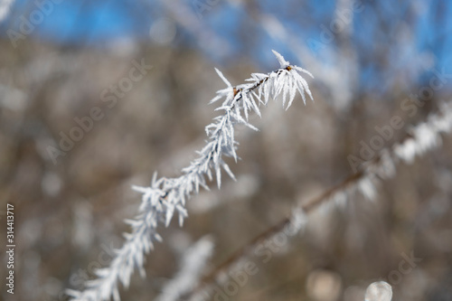 Hoarfrost on a branch in the sunlight © Olivia
