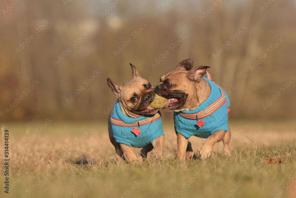 Φωτογραφία Action shot of two French Bulldog dogs wearing matching blue  sweaters running t