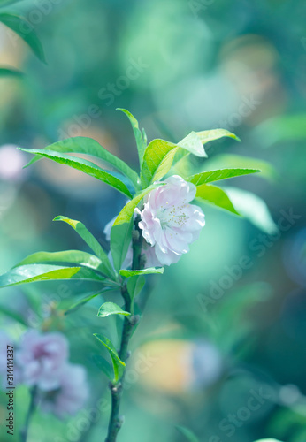 Beautiful floral spring abstract background of nature
