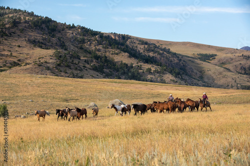 Fototapeta Naklejka Na Ścianę i Meble -  Ranch Horses
