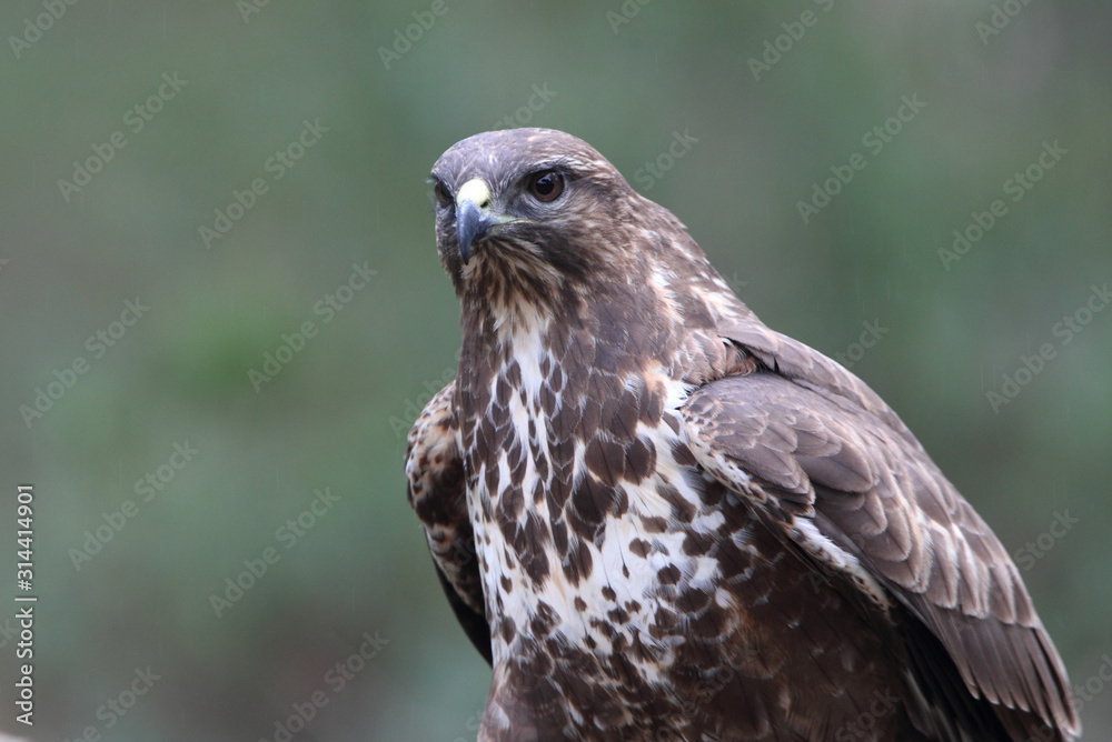 Common buzzard photographed with the last lights of the afternoon, birds, falcons, Buteo buteo Common buzzard photographed with the last lights of the afternoon, birds, falcons, Buteo buteo