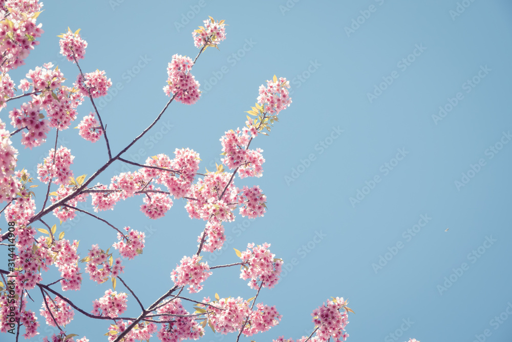 Soft focus Cherry Blossom or Sakura flower on nature background Soft focus Cherry Blossom or Sakura flower on nature background