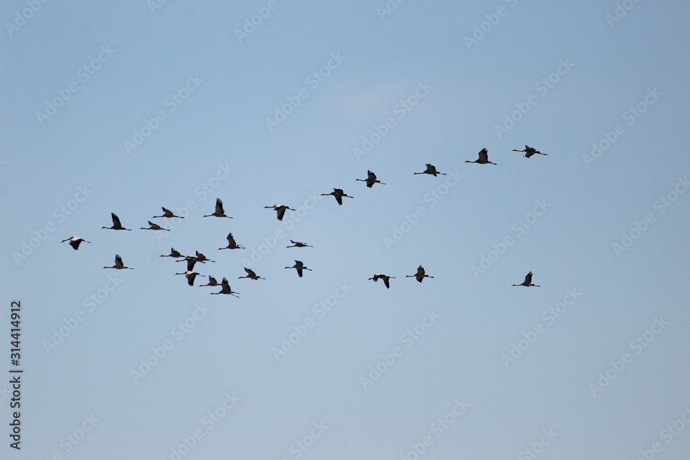 bird group flying on the blue sky