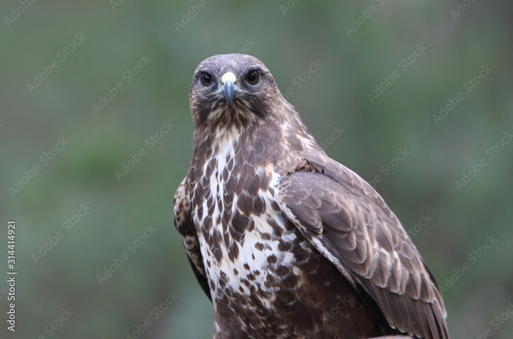 Common buzzard photographed with the last lights of the afternoon, birds, falcons, Buteo buteo Common buzzard photographed with the last lights of the afternoon, birds, falcons, Buteo buteo