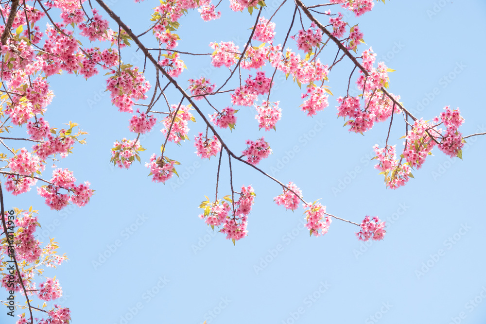 Soft focus Cherry Blossom or Sakura flower on nature background Soft focus Cherry Blossom or Sakura flower on nature background