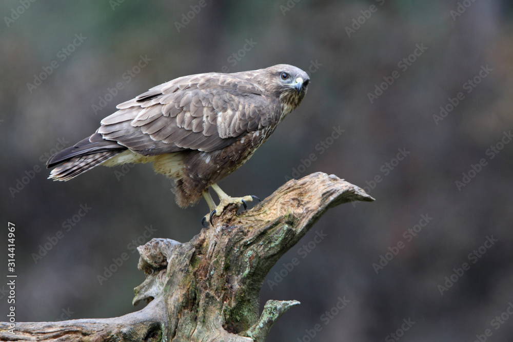 Fototapeta premium Common buzzard inside a pine forest, birds, raptors, Buteo buteo